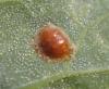 Cassida nebulosa
